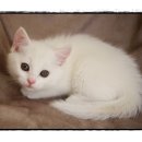 캐터리 플러스 이미지