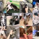 마리앤쥬(ZOO) 이미지