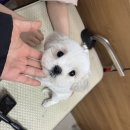 김포에이스애견미용학원 | 김포애견미용학원 내돈내산 수강후기 20대 비전공자의 리얼 자격증 도전기 (합격 꿀팁)