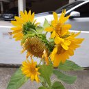 솔밭공원3 이미지