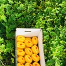 덩쿨농장 이미지