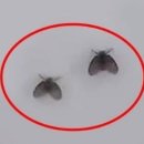 티에이치케어 바퀴벌레 해충방제 방역소독
