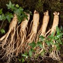 기력