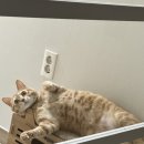 유옴헤어