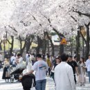 동호농산물시장 | 국내 벚꽃축제 BEST 06 2024 벚꽃 개화시기 정리