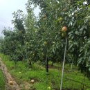 행복애농원 이미지