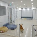 더도그맨션 이미지