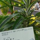 바이올리니스트 대니 구의 로맨틱 바이올린 이미지