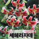 백합.구봉화단풍나무조선대파오니소칼룸 이미지