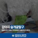 페토피아 동물병원 이미지