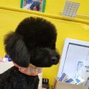 대백애견 이미지