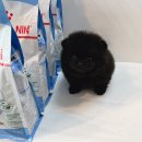 도그 프렌즈 이미지