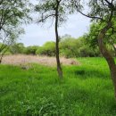 푸르른삶의노래 | 삶의 깊이를 바다에 비유한다면, 시는 산을 에워싼 숲이다(『혜목산 귀거래사』-정송존 시집/을지출판공사)