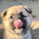 똥강아지 이미지