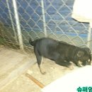 흑진주목장 이미지