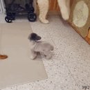 그레이스펫그루밍스튜디오 이미지