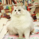 랙돌캐터리올리비아 이미지