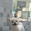 디디애견미용 이미지