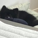 도도한댕댕 이미지