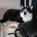 한마음종합동물병원 이미지