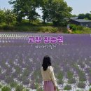 전북 고창 라벤더축제 | 청농원 실시간 라벤더 개화상황 &amp; 방문후기