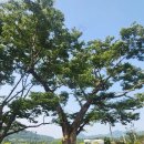 너마늘위한치킨 이미지