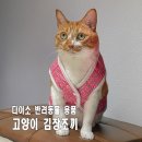 순화궁로357 | 다이소 김장조끼 강아지 고양이 옷 용품 사이즈 후기