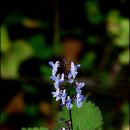 곰배령새소리 이미지