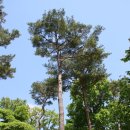 인성군묘 | 고양 나들이 : 서삼릉(조선왕릉)- 릉은 2개, 원이 2개, 하나는 아직 비공개, 편안하게 산책할 수 있는...
