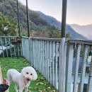 제이몽애견펜션 | 가평 반려견동반가능펜션_가평 제이몽애견캠핑존펜션 후기