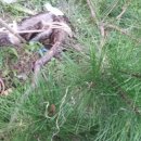 소나무정형외과의원 이미지