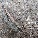 풀무치 이미지
