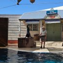 야생동물 멸종위기 친구들을 구해줘 | 내 취향에 맞는 시드니 동물원은? 타롱가, 페더데일, 심비오 전격 비교!