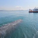 여수해양경찰서광양파출소 이미지