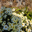 봉수쌈밥 이미지