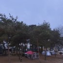 내린천솔밭힐링캠핑장 | 괴산] 소나무 숲 자연과 힐링 나만 알고 싶은 후평숲 캠핑장