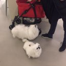 프레시독 이미지