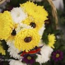 향기나는 강아지 이미지