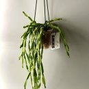 소소행성 | 식물행성 립살리스 파라독스 투명화분으로 집안 인테리어 완성하기!