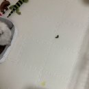 울타리 | 강아지 울타리 설치 후기｜5개월 포메라니안 24p 사용