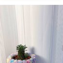 피엘피 이미지