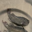 못난이샤크 실내바다낚시터 이미지