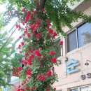 가로수식당 이미지