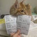 구리태평양약국 | [고양이 심장사상충] 봉천 현대동물약품병원 레볼루션 구매 후기