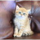 도그마루 천안지점 이미지