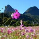 코스모스장 이미지