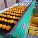 삼남매농장 이미지