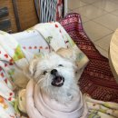 오구본가 | 오구 견생 11년차, 비장 종양 발견, 그리고 비장 제거 수술