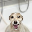 디어마이모모 이미지