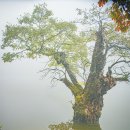 주산지 | 청송 주산지